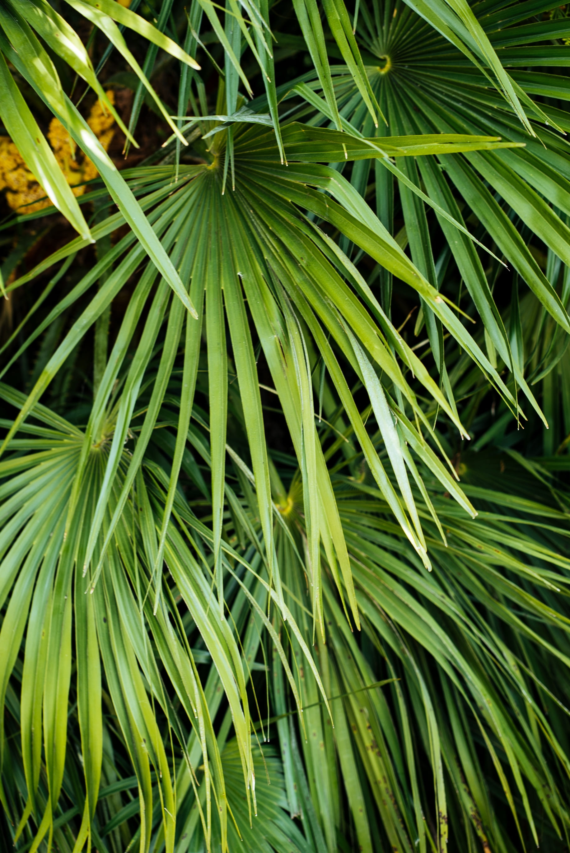 beneficios saw palmetto para el cabello